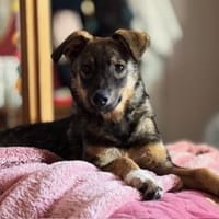 Hundekind Finya, Hündin zur Adoption