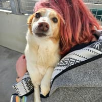 Junior auf Pflegestelle, Hund zur Adoption