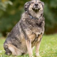 Gerda❤auf der Suche nach ihren Menschen, Hündin zur Adoption