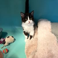 ANNA, chat à adopter