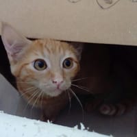 CHIPEUSSE, chatte à adopter