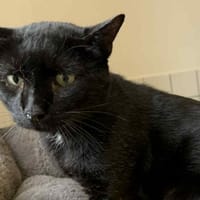 DEXTER, chat à adopter