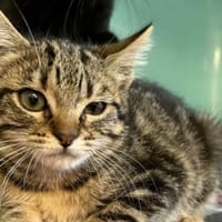 SKADI, chatte à adopter