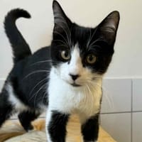 SPROUT, chat à adopter