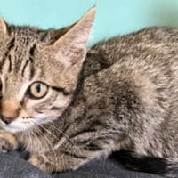 Dr MAOUSS, chat à adopter