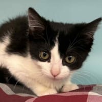 TAYA, chatte à adopter