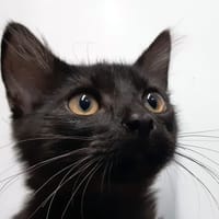 Maton, chat à adopter