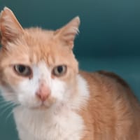 whiskas, chat à adopter