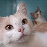 Tallulah, chatte à adopter