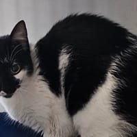 DOLLY, chatte à adopter
