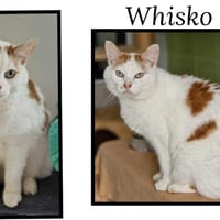 WHISKO(Réservé), chat à adopter