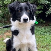 MICHA, chienne à adopter