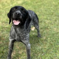 Fraise CAA14022, chienne à adopter