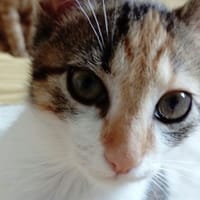 DORA, chatte à adopter