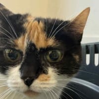 PICKLES, chatte à adopter