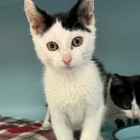 KRUGER, chat à adopter