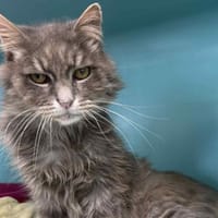 RASCAL, chat à adopter