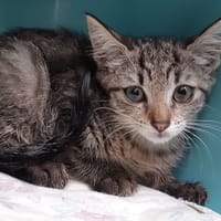 Oeufdelump, chatte à adopter