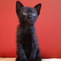 Sentinel, chat à adopter