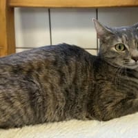 HILDA, chatte à adopter
