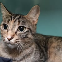 Papuche, chatte à adopter