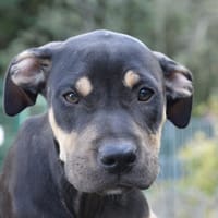 MARGARITA CHAO, chienne à adopter