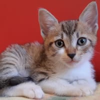 Scarlett, chatte à adopter