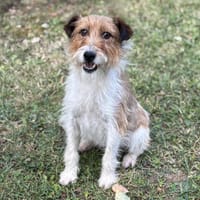 Foxy CAA14025, chienne à adopter