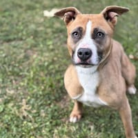 Indy CAA14024, chienne à adopter
