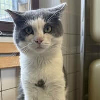 RUFUS, chat à adopter