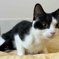 ZENKA, chatte à adopter