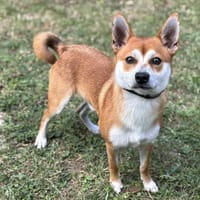 Kiri CAA14027, chien à adopter