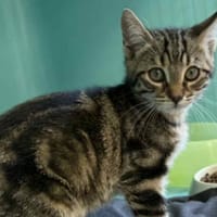 VIK, chat à adopter