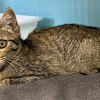 TRUDY, chatte à adopter