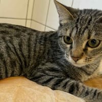 NOODLES, chatte à adopter
