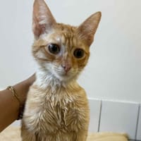 YOYO, chat à adopter