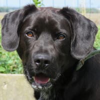 FUNZY, chien à adopter