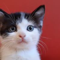 Dusk, chat à adopter