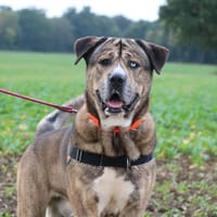 NERONE, chien à adopter