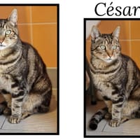 CESAR, chat à adopter