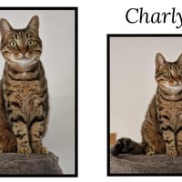 CHARLY, chat à adopter
