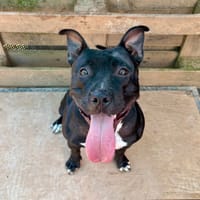 Kouba, chienne à adopter