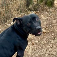 Kouba, chienne à adopter