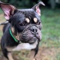 TENESSEE, chienne à adopter