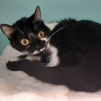 Croquette, chatte à adopter