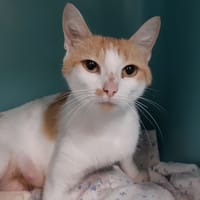 Wisteria, chatte à adopter