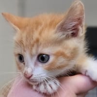 CAT'CHOU, chat à adopter