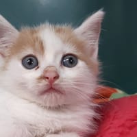 Wendel, chat à adopter