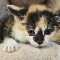 CAT'CHETTE, chatte à adopter