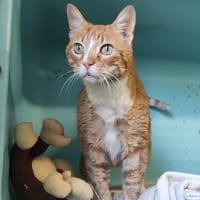 ARLEQUINE, chat à adopter
